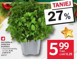 Selgros Kolendra XL doniczka bazyliowa Selgros oferta