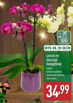 ALDI Storczyk dwupędowy oferta