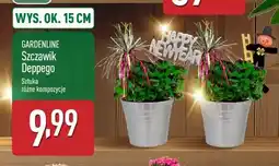 ALDI Storczyk Deppego oferta