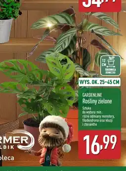 ALDI Rośliny zielone oferta