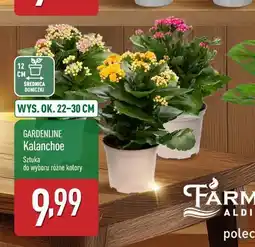 ALDI Kalanchoe oferta