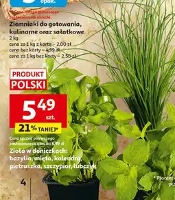 Auchan Zioła w doniczkach: bazylia, mięta, kolendra, pietruszka, szczypior, lubczyk Produkt Polski oferta