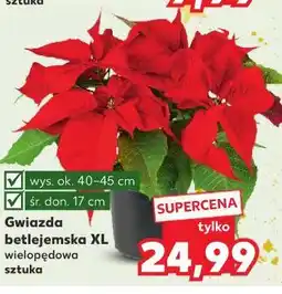 Kaufland Gwiazda betlejemska XL oferta