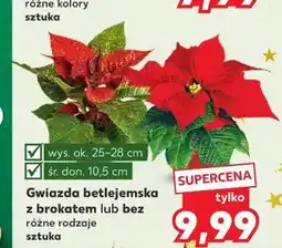 Kaufland Gwiazda betlejemska z brokatem lub bez oferta