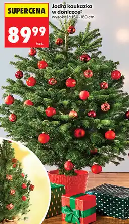 Biedronka Jodła kaukazka w doniczce oferta