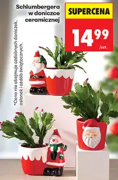 Biedronka Schlumbergera w doniczce ceramicznej oferta