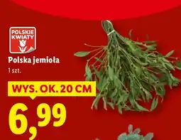 Lidl Jemioła Polskie kwiaty oferta