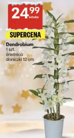 Delikatesy Centrum Dendrobium oferta