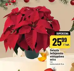 Polomarket Gwiazda betlejemska wielopędowa extra (średnica doniczki: 19 cm) oferta