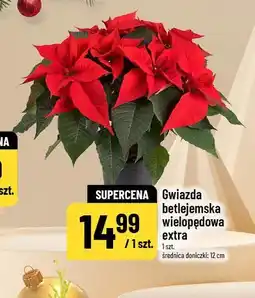 Polomarket Gwiazda betlejemska wielopędowa extra (średnica doniczki: 12 cm) oferta