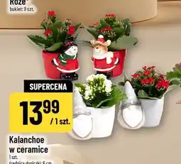 Polomarket Kalanchoe w ceramice oferta
