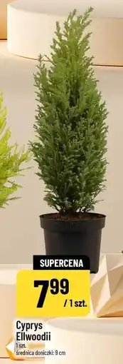 Polomarket Cyprys Ellwoodii (średnica doniczki: 9 cm) oferta