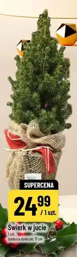 Polomarket Świerk w jucie (średnica doniczki: 17 cm) oferta