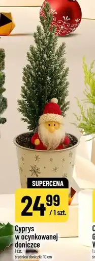 Polomarket Cyprys w ocynkowanej doniczce (średnica doniczki: 10 cm) oferta