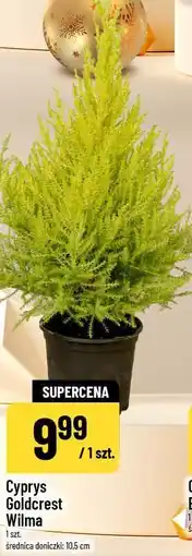 Polomarket Cyprys Goldcrest Wilma (średnica doniczki: 10,5 cm) oferta