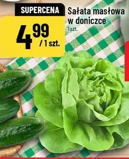 Polomarket Sałata masłowa w doniczce oferta