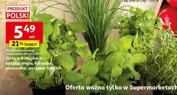 Auchan Zioła doniczkowe 9różne) oferta