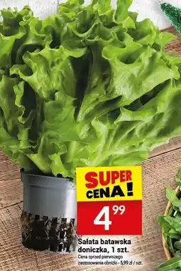 Twój Market Sałata batawska doniczka, 1 szt. Twój Market oferta