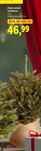 Lidl Świerk doniczka 24 cm oferta
