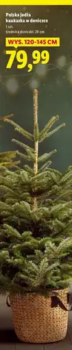 Lidl Jodła kukaska w doniczce oferta