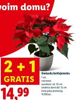 Lidl Gwiazda betlejemnska oferta