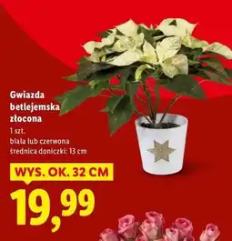 Lidl Gwiazda betlejemska czerwona oferta