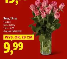 Lidl Róże 28 cm oferta