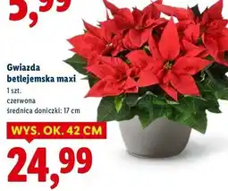 Lidl Gwiazda betlejemska 17 cm oferta