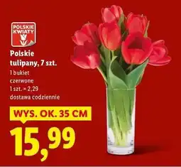 Lidl Tulipany czerwone 35 cm oferta