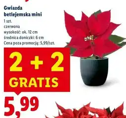 Lidl Gwiazda betlejemska mini 12 cm oferta