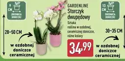 ALDI Gardenline Storczyk dwupędowy oferta