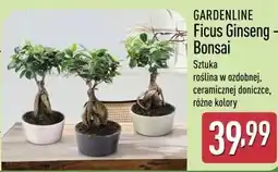 ALDI Gardenline Ficus Ginseng Bonsai oferta