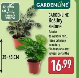 ALDI Gardenline Rośliny zielone oferta