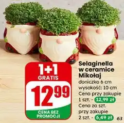 Dino Selaginella w ceramicznej doniczce Mikołaj (6 cm) oferta
