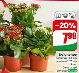 Dino Kalanchoe w doniczce (10,5 cm) oferta