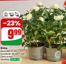 Dino Róża w doniczce (12 cm) oferta