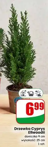 Dino Drzewko Cyprys Ellwoodii oferta