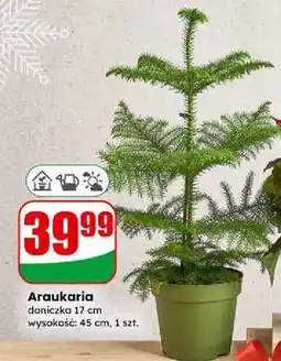 Dino Araukaria oferta