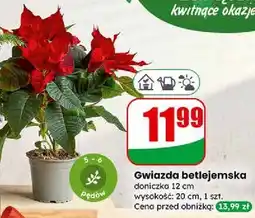 Dino Gwiazda betlejemska oferta