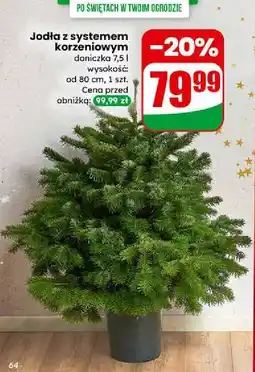 Dino Jodła z systemem korzeniowym oferta