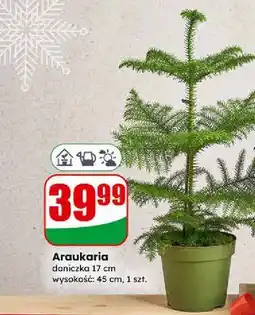 Dino Araukaria don. 17 cm oferta