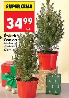 Biedronka Świerk Conica oferta