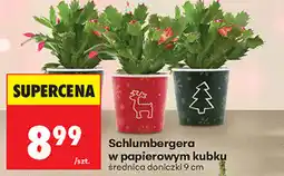 Biedronka Schlumbergera w papierowym kubku oferta