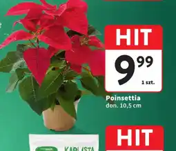 Intermarche Poinsettia oferta