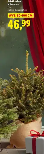 Lidl Świerk Polski oferta