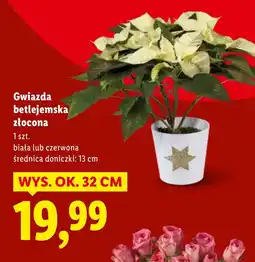 Lidl Gwiazda betlejemska Ok oferta