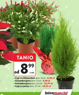 Intermarche Cyprys Ellwoodii oferta