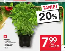 Selgros Mięta oferta