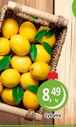 Passa Cytryna oferta