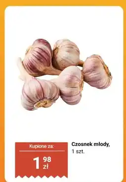Biedronka Czosnek młody 1 szt. Biedronka oferta